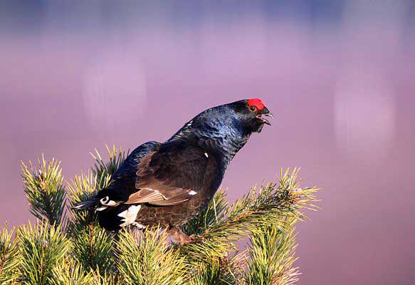 Black grouse (c) Theo Grüntjens